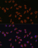 Immunofluorescence analysis of L929 cells using ACSS1 Polyclonal Antibody at dilution of  1:100. Blue: DAPI for nuclear staining.