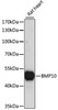 Western blot analysis of extracts of Rat heart using BMP10 Polyclonal Antibody at dilution of 1:1000.