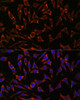 Immunofluorescence analysis of L929 cells using SEPT8 Polyclonal Antibody at dilution of  1:100. Blue: DAPI for nuclear staining.