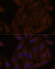 Immunofluorescence analysis of U-2 OS cells using SEPT8 Polyclonal Antibody at dilution of  1:100. Blue: DAPI for nuclear staining.