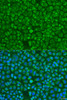 Immunofluorescence analysis of U2OS cells using ARSF Polyclonal Antibody at dilution of  1:100. Blue: DAPI for nuclear staining.