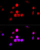 Immunofluorescence analysis of 293T cells using CCNA2 Polyclonal Antibody at dilution of  1:100 (40x lens). Blue: DAPI for nuclear staining.