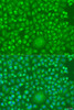 Immunofluorescence analysis of U2OS cells using IFNW1 Polyclonal Antibody at dilution of  1:100. Blue: DAPI for nuclear staining.