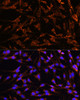 Immunofluorescence analysis of C6 cells using XK Polyclonal Antibody at dilution of  1:100. Blue: DAPI for nuclear staining.