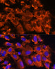 Immunofluorescence analysis of U-2 OS cells using XK Polyclonal Antibody at dilution of  1:100. Blue: DAPI for nuclear staining.