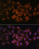 Immunofluorescence analysis of U-2 OS cells using CNBP Polyclonal Antibody at dilution of  1:100. Blue: DAPI for nuclear staining.