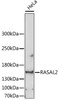 Western blot analysis of extracts of HeLa cells using RASAL2 Polyclonal Antibody at dilution of 1:1000.