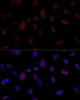 Immunofluorescence analysis of U-2 OS cells using BRE Polyclonal Antibody at dilution of  1:100 (40x lens). Blue: DAPI for nuclear staining.