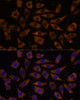 Immunofluorescence analysis of L929 cells using EIF5B Polyclonal Antibody at dilution of  1:100. Blue: DAPI for nuclear staining.