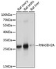 Western blot analysis of extracts of various cell lines using RNASEH2A Polyclonal Antibody at dilution of 1:1000.