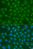 Immunofluorescence analysis of U2OS cells using ZBTB20 Polyclonal Antibody at dilution of  1:100. Blue: DAPI for nuclear staining.