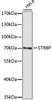 Western blot analysis of extracts of HeLa cells using STRBP Polyclonal Antibody at dilution of 1:1000.