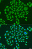 Immunofluorescence analysis of U2OS cells using PRDM10 Polyclonal Antibody at dilution of  1:100. Blue: DAPI for nuclear staining.