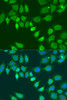 Immunofluorescence analysis of U2OS cells using L2HGDH Polyclonal Antibody at dilution of  1:100. Blue: DAPI for nuclear staining.