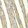 Immunohistochemistry of paraffin-embedded Rat heart using Caspase-7 Polyclonal Antibody at dilution of  1:100 (40x lens).