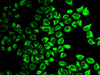 Immunofluorescence analysis of HeLa cells using Caspase-7 Polyclonal Antibody