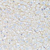 Immunohistochemistry of paraffin-embedded Rat liver using CTNNA2 Polyclonal Antibody at dilution of  1:100 (40x lens).