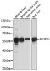 Western blot analysis of extracts of various cell lines using HOXD3 Polyclonal Antibody at dilution of 1:1000.