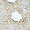 Immunohistochemistry of paraffin-embedded Mouse liver using PFDN4 Polyclonal Antibody at dilution of  1:100 (40x lens).