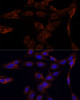Immunofluorescence analysis of C6 cells using PFDN4 Polyclonal Antibody at dilution of  1:100. Blue: DAPI for nuclear staining.
