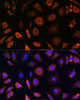 Immunofluorescence analysis of L929 cells using PFDN4 Polyclonal Antibody at dilution of  1:100. Blue: DAPI for nuclear staining.