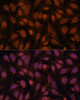 Immunofluorescence analysis of U-2 OS cells using ZNF131 Polyclonal Antibody at dilution of  1:100. Blue: DAPI for nuclear staining.