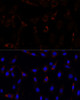 Immunofluorescence analysis of C6 cells using RNF112 Polyclonal Antibody at dilution of  1:100. Blue: DAPI for nuclear staining.