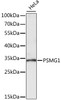 Western blot analysis of extracts of HeLa cells using PSMG1 Polyclonal Antibody at dilution of 1:1000.