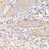 Immunohistochemistry of paraffin-embedded Human appendix using PSMG1 Polyclonal Antibody at dilution of  1:100 (40x lens).