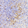 Immunohistochemistry of paraffin-embedded Mouse spleen using PSMG1 Polyclonal Antibody at dilution of  1:100 (40x lens).