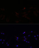 Immunofluorescence analysis of C6 cells using SUCLG1 Polyclonal Antibody at dilution of  1:100. Blue: DAPI for nuclear staining.