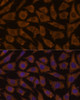 Immunofluorescence analysis of L929 cells using MTMR4 Polyclonal Antibody at dilution of  1:100 (40x lens). Blue: DAPI for nuclear staining.