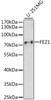 Western blot analysis of extracts of U-251MG cells using FEZ1 Polyclonal Antibody at dilution of 1:1000.