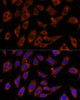 Immunofluorescence analysis of L929 cells using GFPT2 Polyclonal Antibody at dilution of  1:100. Blue: DAPI for nuclear staining.