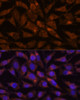 Immunofluorescence analysis of L929 cells using LMAN2 Polyclonal Antibody at dilution of  1:100. Blue: DAPI for nuclear staining.