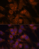 Immunofluorescence analysis of C6 cells using SEC23IP Polyclonal Antibody at dilution of  1:100. Blue: DAPI for nuclear staining.