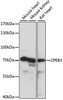 Western blot analysis of extracts of various cell lines using CPEB3 Polyclonal Antibody at dilution of 1:1000.