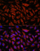 Immunofluorescence analysis of L929 cells using STK38L Polyclonal Antibody at dilution of  1:100. Blue: DAPI for nuclear staining.