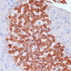 Immunohistochemistry of paraffin-embedded Rat pancreas using KANK2 Polyclonal Antibody at dilution of  1:100 (40x lens).