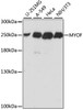 Western blot analysis of extracts of various cell lines using MYOF Polyclonal Antibody at dilution of 1:1000.