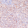 Immunohistochemistry of paraffin-embedded Human lymph node using MRPL46 Polyclonal Antibody at dilution of  1:100 (40x lens).