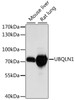 Western blot analysis of extracts of various cell lines using UBQLN1 Polyclonal Antibody at dilution of 1:1000.