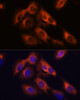 Immunofluorescence analysis of C6 cells using RAPH1 Polyclonal Antibody at dilution of  1:100. Blue: DAPI for nuclear staining.
