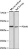 Western blot analysis of extracts of various cell lines using POMK Polyclonal Antibody at dilution of 1:1000.