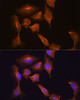 Immunofluorescence analysis of C6 cells using HOOK3 Polyclonal Antibody at dilution of  1:100. Blue: DAPI for nuclear staining.