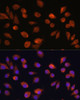 Immunofluorescence analysis of L929 cells using HOPX Polyclonal Antibody at dilution of  1:100. Blue: DAPI for nuclear staining.