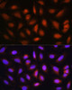 Immunofluorescence analysis of U-2 OS cells using HOPX Polyclonal Antibody at dilution of  1:100. Blue: DAPI for nuclear staining.