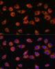 Immunofluorescence analysis of L929 cells using DNER Polyclonal Antibody at dilution of  1:100. Blue: DAPI for nuclear staining.