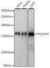 Western blot analysis of extracts of various cell lines using POLRMT Polyclonal Antibody at dilution of 1:1000.