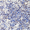 Immunohistochemistry of paraffin-embedded Rat spleen using Acetyl-Histone H2B-K5 Polyclonal Antibody at dilution of  1:100 (40x lens).